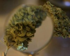 У Новій Зеландії гостра нестача марихуани