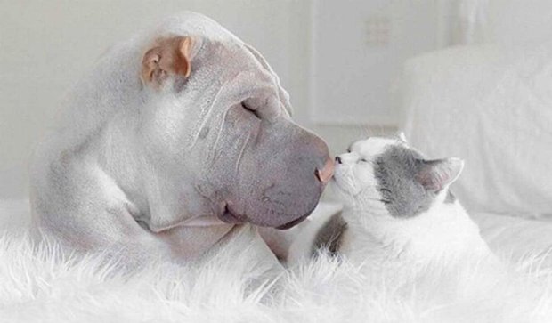 Дружба кота и пса растрогала интернет (фото)