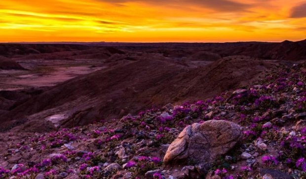 У Каліфорнії вперше за 20 років зацвіла пустеля