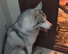 Що може зробити з квартирою хаскі за 3 години