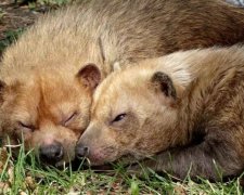 Звірятка із зоопарку Детройта відсвяткували День Святого Валентина (фото)