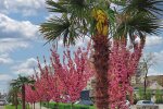 Ужгородские пальмы посреди города / фото: X