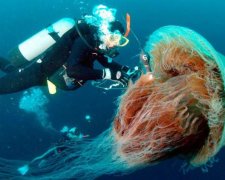 Страшнее фильма ужасов: моряк показал тварей со дна морского