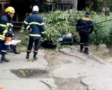 Впало дерево, скріншот із відео