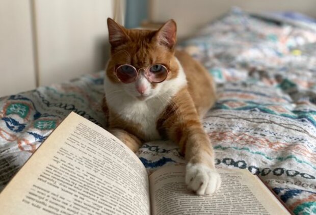 Кіт читає книгу / фото: Pinterest