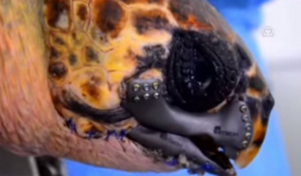 Ученые создали новый клюв черепахе на 3D принтере