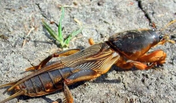 Експерти порадили, як позбутися капустянки назавжди. Читайте на UKR.NET