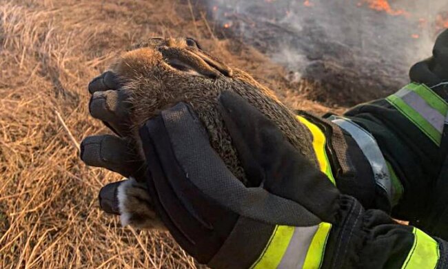 Бійці ДСНС врятували маленьке зайченя під час пожежі: ледь не згоріло у сухій траві