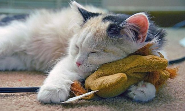 Божевільні пози: мімішний флешмоб з тваринами підкорив інтернет