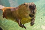 Ангельське терпіння: фотограф роками караулив бобра