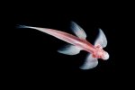 Cryptotora thamicola