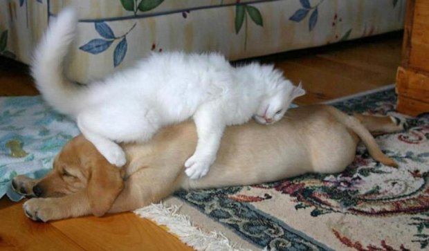 Собаки, які смішно і мило сплять   (фото)