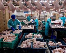 Європейці знову їстимуть українську курятину