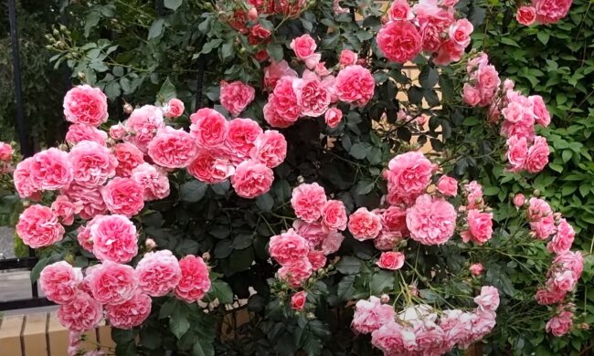 "Соседи" для роз: возле каких растений лучше не сажать цветок