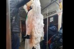 У харківському трамваї засікли янгола, пасажири не здивовані: "Все заради дрифту"