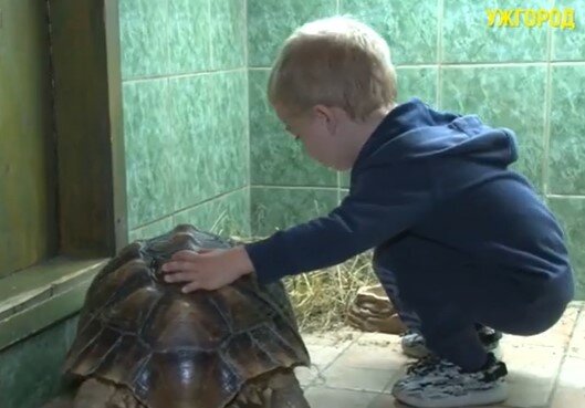 В Ужгороді оселилася черепаха-гігант з довжелезним "манікюром" - найбільша у світі