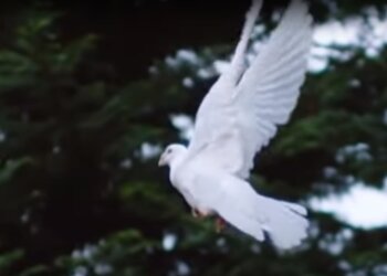 Скрін, відео YouTube птах
