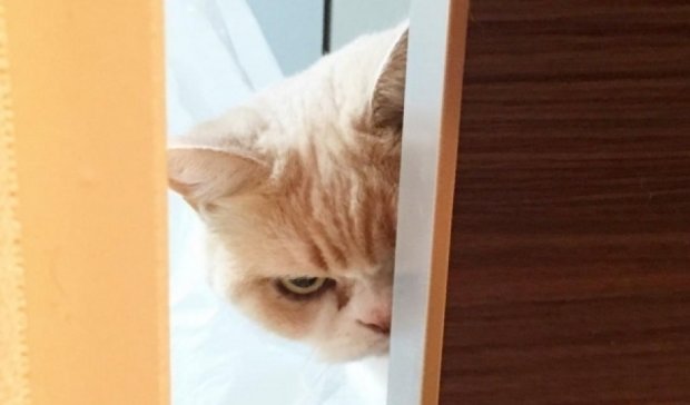 У Сердитого кота появилась соперница - Хмурая кошка Коюки (фото)
