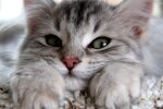 Котика-муркотика в каждый дом: аллергия больше не будет этому помехой, новейшая разработка поможет перевернуть вашу жизнь