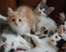Україна на другому місці за кількістю котів на людину