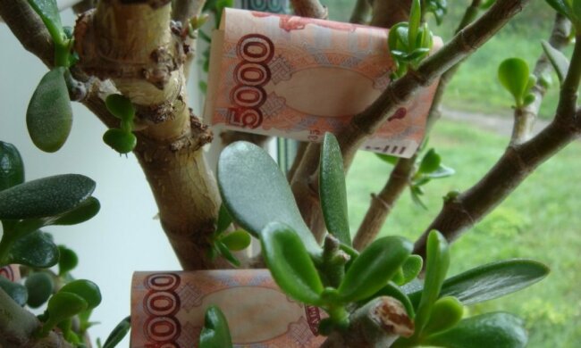 Магічні властивості кімнатних рослин: як привернути гроші у дім