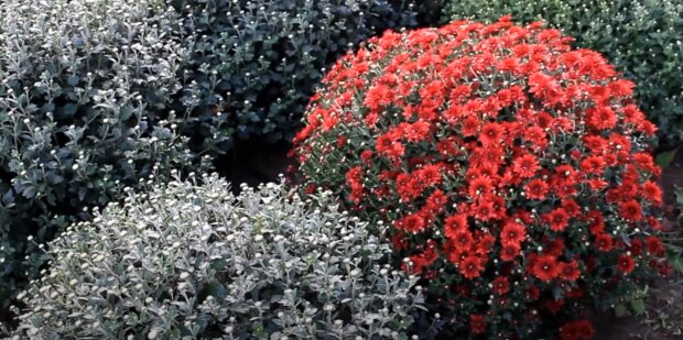 Как правильно высаживать хризантемы осенью: цвет будет пышный и яркий