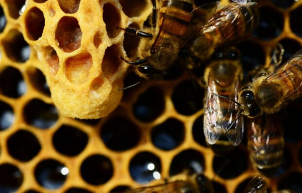 Пчелы, фото: siberianhealth.com