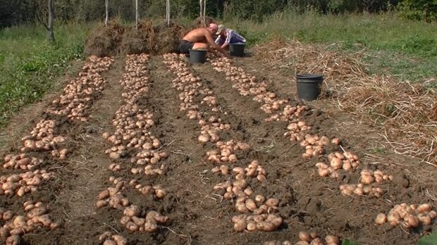 Франковчане могут остаться без картофеля - "второй хлеб" украинцев гниет просто в земле