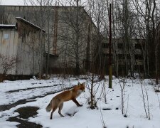 Аномальна зима "забрала" Чорнобиль: спливли неймовірні кадри унікальним "місцевих"