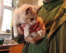 Боевики сделали из кошки живую приманку, должна была взорваться: трогательная история спасения четырехлапой "фронтовички"