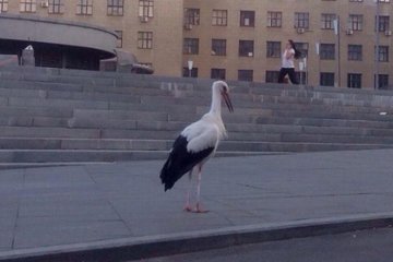 Білий лелека прогулявся центральною площею Харкова (фото)