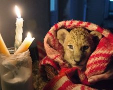 Кримському сафарі-парку не вистачає палива для обігріву тварин