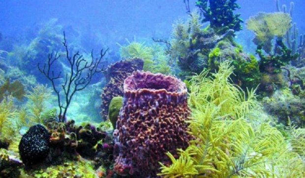 Морська губка – найстаріша істота планети