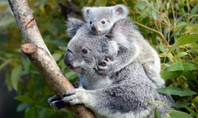 Перша прогулянка малюка коали - новий відеохіт YouTube