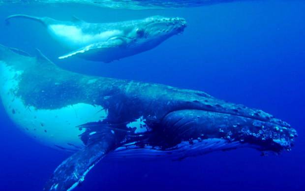 Ученые услышали шепот китов