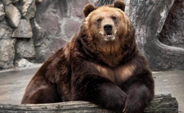 У Київському зоопарку траур: померла найстаріша ведмедиця