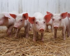 Африканська свина чума дісталася до Одеської області