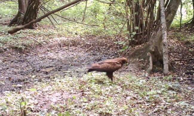 Животные Чернобыльской зоны отчуждения, фото Сергея Гащака
