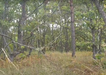 лес, скриншот из видео