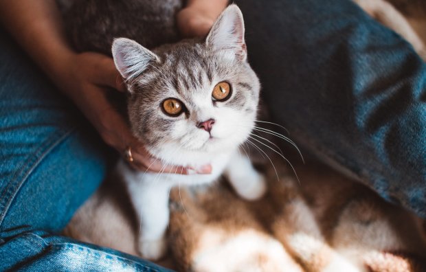 Реакція котів на нервозність господарів вразила вчених: це все пояснює