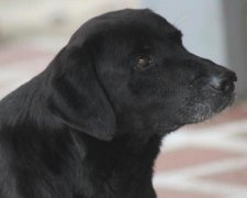 Собака придумав валюту і купує за неї смакоту: фото