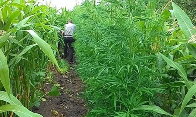 Хмельницька пенсіонерка сховала плантацію коноплі у кукурудзі