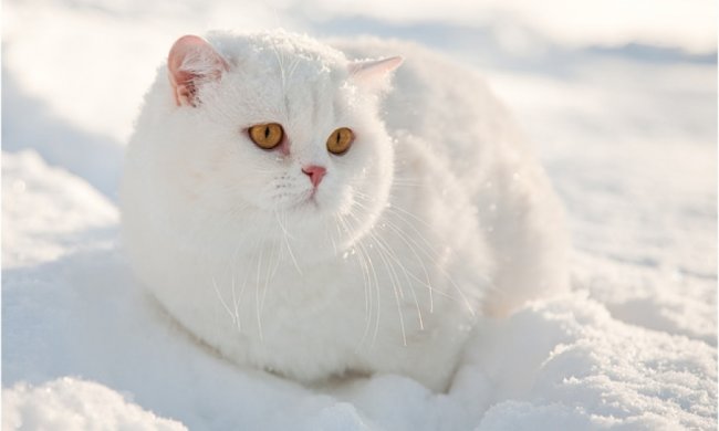Голодный кот прорвался сквозь снежную стену (видео)