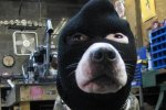 Пес скоїв крадіжку століття в прямому ефірі