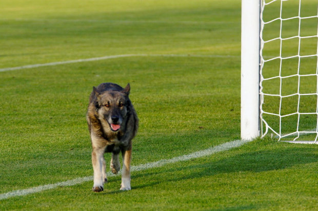 Смелая собака отбила мяч вместо вратаря и спасла команду: видео