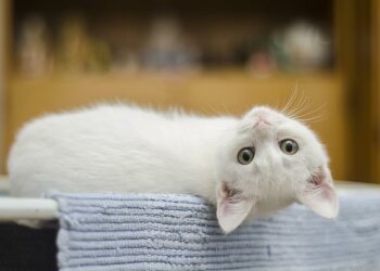 котенок