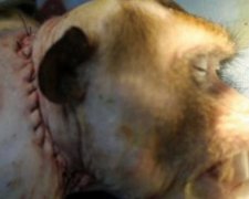 Хірург успішно пересадив голови миші та мавпі (відео)