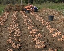 Франківчани можуть залишитися без картоплі - "другий хліб" українців гниє просто в землі