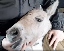 спасенный жеребенок, скриншот из видео