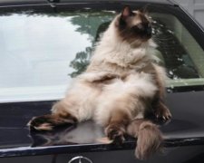 Кішка-гонщиця прокотилася з вітерцем на даху авто: відео
